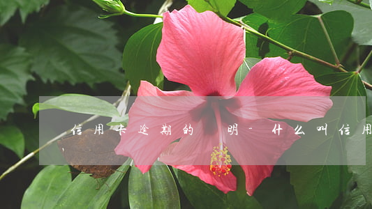 信用卡逾期的說明-什么叫信用卡逾期了