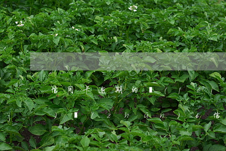 信用卡逾期的費(fèi)用標(biāo)準(zhǔn)6(信用卡逾期費(fèi)用計(jì)算)
