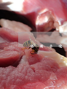 信用卡逾期的費率(信用卡逾期的費率是多少)