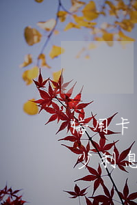 信用卡逾期的費用包含哪些(信用卡逾期要多少利息)