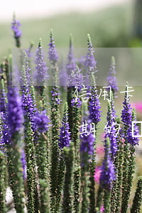 信用卡逾期的違約金可以退回嗎-信用卡逾期的違約金可以退回嗎怎么退
