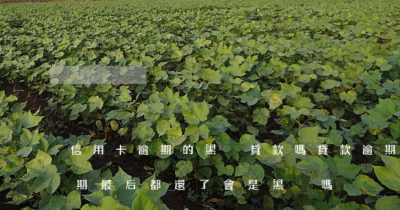 信用卡逾期的黑戶貸款嗎(貸款逾期信用卡逾期最后都還了會是黑戶嗎)