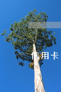 信用卡逾期直接被注銷