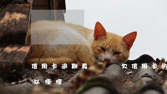 信用卡逾期真沒錢還(欠信用卡的錢逾期了可以慢慢還嗎)