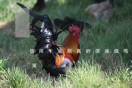 信用卡逾期真的很麻煩嗎(信用卡逾期什么后果)