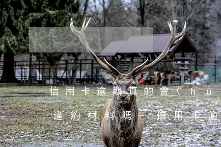 信用卡逾期真的會(huì)下發(fā)違約材料嗎-信用卡逾期真的會(huì)下發(fā)違約材料嗎知乎