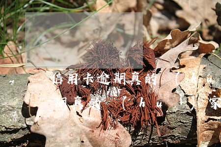 信用卡逾期真的會(huì)家訪嗎(貸款逾期真的會(huì)家訪么)