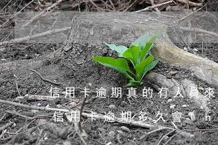 信用卡逾期真的有人員來清收嗎 2017年信用卡逾期多久會(huì)清除