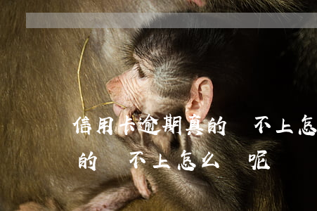 信用卡逾期真的還不上怎么辦(信用卡逾期真的還不上怎么辦呢)