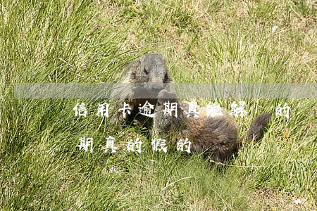 信用卡逾期真能解決的視頻(幫處理信用卡逾期真的假的)