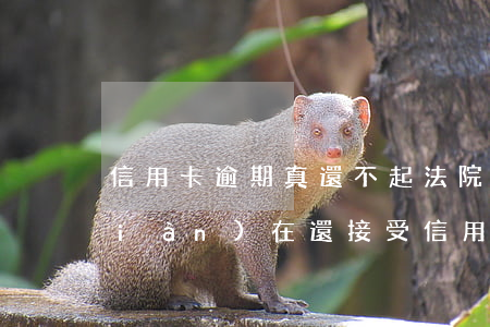 信用卡逾期真還不起法院起訴-法院現(xiàn)在還接受信用卡逾期案件嗎
