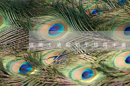 信用卡 逾期 知乎(信用卡 逾期 知乎會怎么樣)