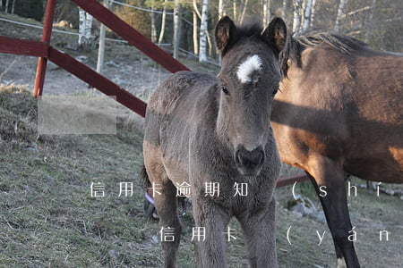 信用卡逾期知識(shí)點(diǎn)匯總(信用卡嚴(yán)重逾期最佳處理)