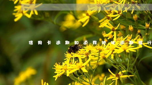 信用卡逾期知道我地址(逾期银行问我地址)