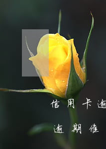信用卡逾期短信內(nèi)容截圖(信用卡逾期催款短信截圖)