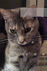 信用卡逾期短信发来逮捕令(短信发来说信用卡逾期)