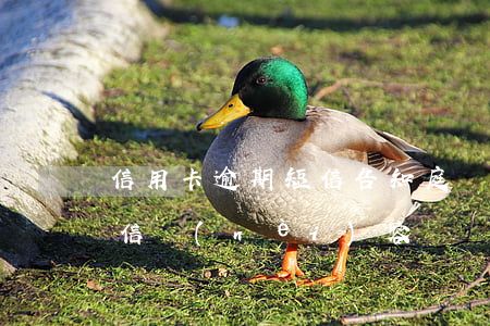 信用卡逾期短信告知庭審(信用卡逾期起訴短信內(nèi)容)
