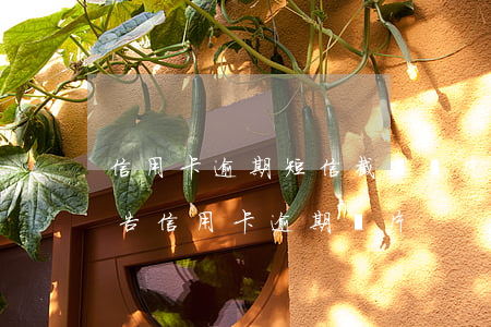 信用卡逾期短信截圖圖片(征信報(bào)告信用卡逾期圖片)
