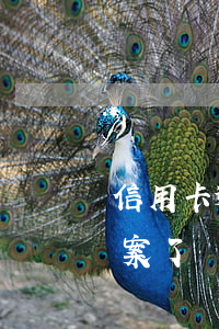 信用卡逾期短信說立案(信用卡逾期短信說立案了)