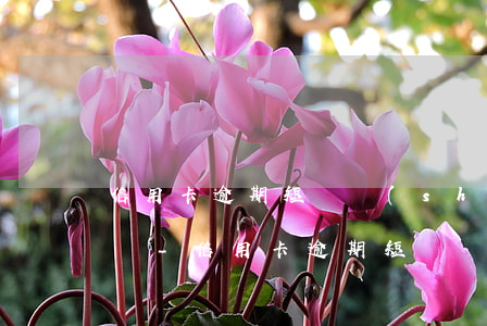 信用卡逾期短暫時(shí)間還不上怎么辦-信用卡逾期短暫時(shí)間還不上怎么辦呢