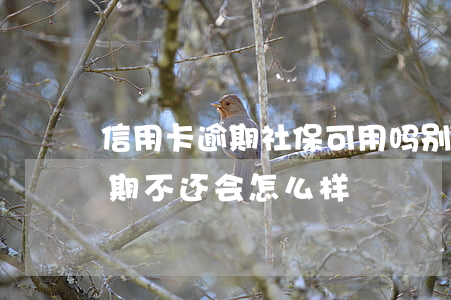 信用卡逾期社保可用吗(别人用我的信用卡逾期不还会怎么样)