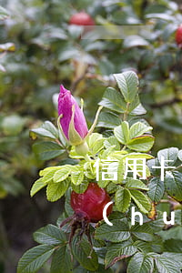 信用卡逾期社區(qū)會(huì)不會(huì)打家人電話-信用卡逾期社區(qū)會(huì)不會(huì)打家人電話催款