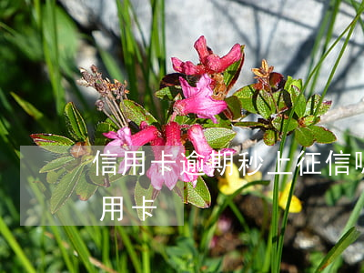 信用卡逾期秒上征信嗎(征信逾期中居然下信用卡)