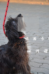信用卡逾期移交到总行会怎么样，信用卡逾期：如何避免被移交给总行？