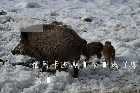 信用卡逾期積分變成了零(信用卡積分過期怎么辦)
