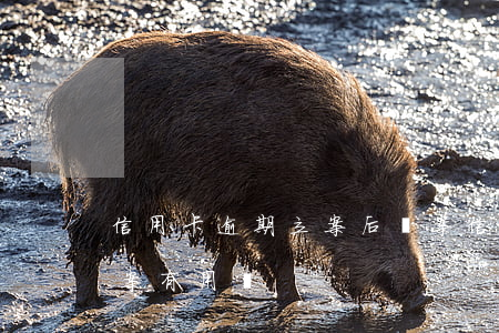 信用卡逾期立案后備案 信用卡逾期立案后備案有用嗎