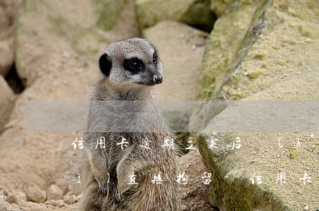 信用卡逾期立案后會(huì)不會(huì)直接拘留-信用卡逾期立案后會(huì)不會(huì)直接拘留呢