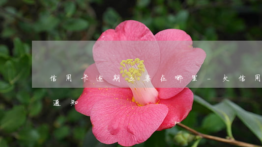 信用卡逾期立案在哪里-欠信用卡立案怎么通知