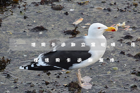 信用卡逾期立案批捕-法院會(huì)受理信用卡逾期案件嗎