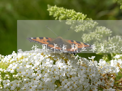 信用卡逾期立案是什么部門接案-信用卡逾期立案是什么部門接案的