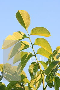 信用卡逾期立案會(huì)短信通知嗎(信用卡逾期立案會(huì)短信通知嗎是真的嗎)