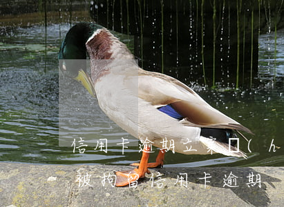 信用卡逾期立案會(huì)被拘留嗎(如果被拘留信用卡逾期)