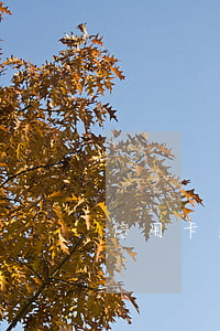 信用卡 逾期立案條件(欠信用卡立案怎么辦)