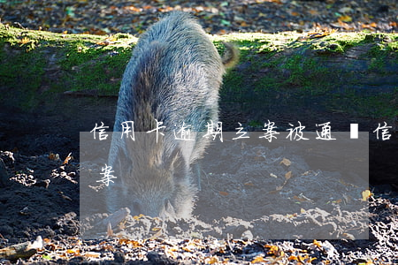 信用卡逾期立案被通緝(信用卡逾期被起訴立案)