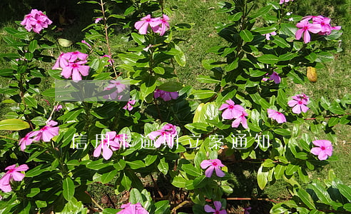信用卡逾期立案通知單