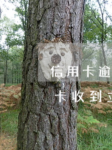 信用卡逾期立案通知發(fā)短信(欠信用卡收到立案通知)