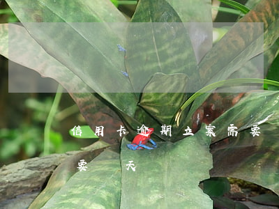 信用卡逾期立案需要幾天(信用卡逾期立案需要幾天)