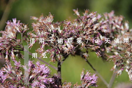 信用卡逾期第70天(信用卡逾期70天還能用么)
