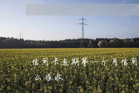 信用卡逾期第一个月(信用卡逾期第一个月怎么催收)