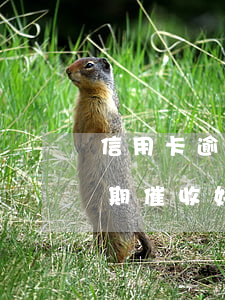 信用卡逾期第一天就會催收嗎-做信用卡逾期催收好嗎