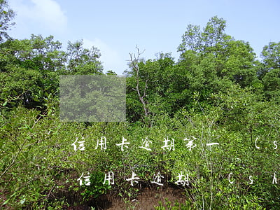 信用卡逾期第一時(shí)間要止損嗎-信用卡逾期時(shí)間