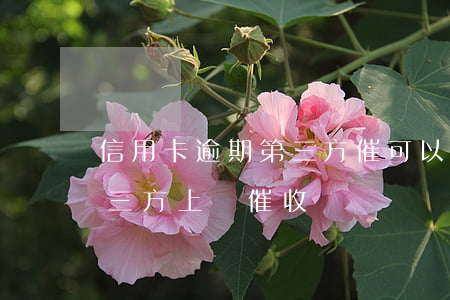 信用卡逾期第三方催可以不接嗎(欠信用卡第三方上門催收)