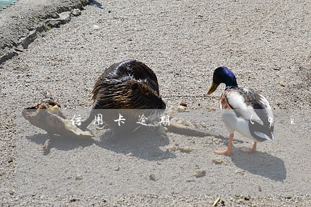 信用卡逾期筆錄區(qū)分真假