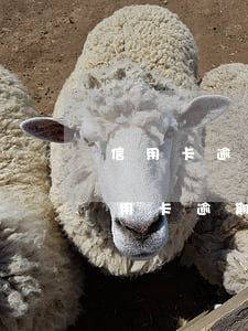 信用卡逾期等級已經(jīng)被提高(信用卡逾期等級已經(jīng)被提高)