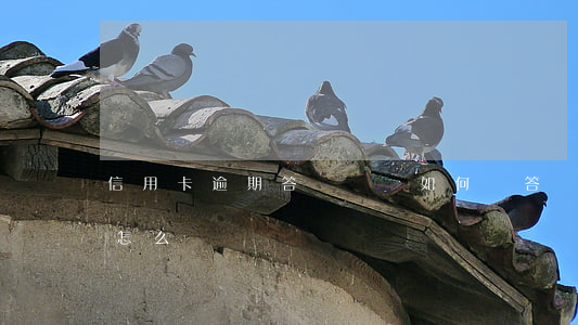 信用卡逾期答辯狀該如何寫(答辯狀逾期提交怎么辦)