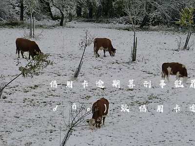 信用卡逾期算刑事犯罪(因受到刑事處罰導(dǎo)致信用卡逾期)